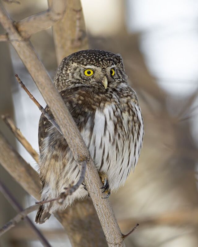 воробьиный сычик, воробьиный сыч, сова, птицы, photo preview