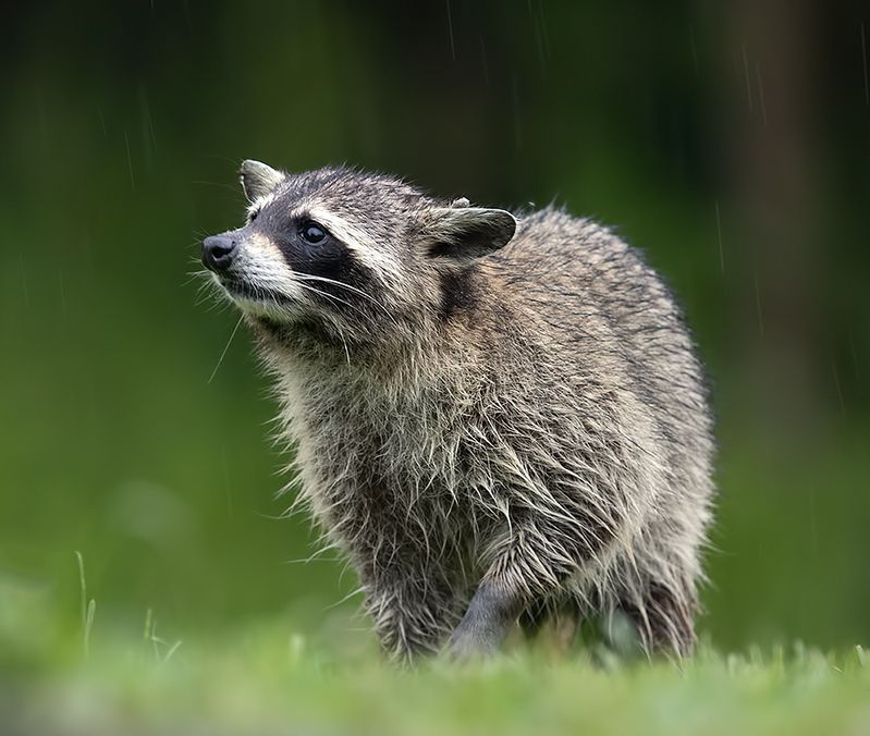 енот обыкновенный, енот-полоскун, raccoon, енот, дикие животные, животные, animals Wet Raccoon -Енот-полоскун после дождяphoto preview