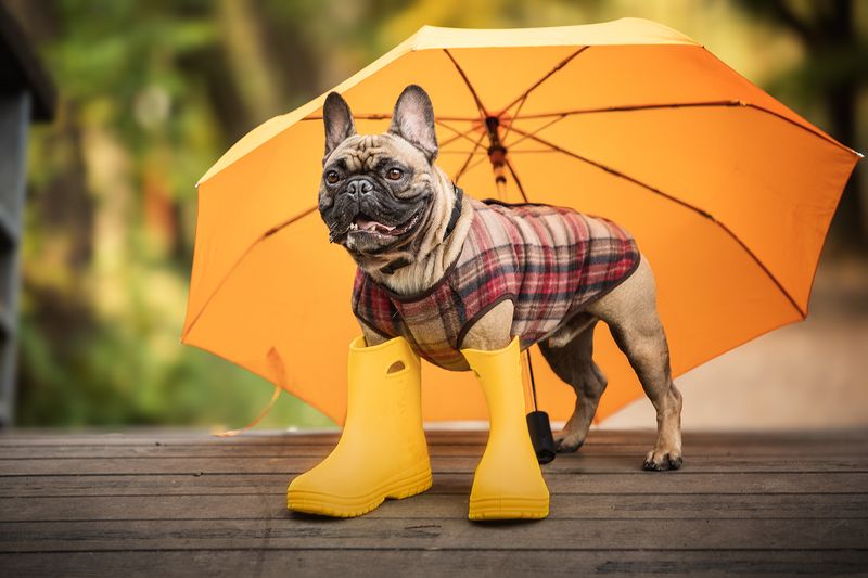 Нильсphoto preview