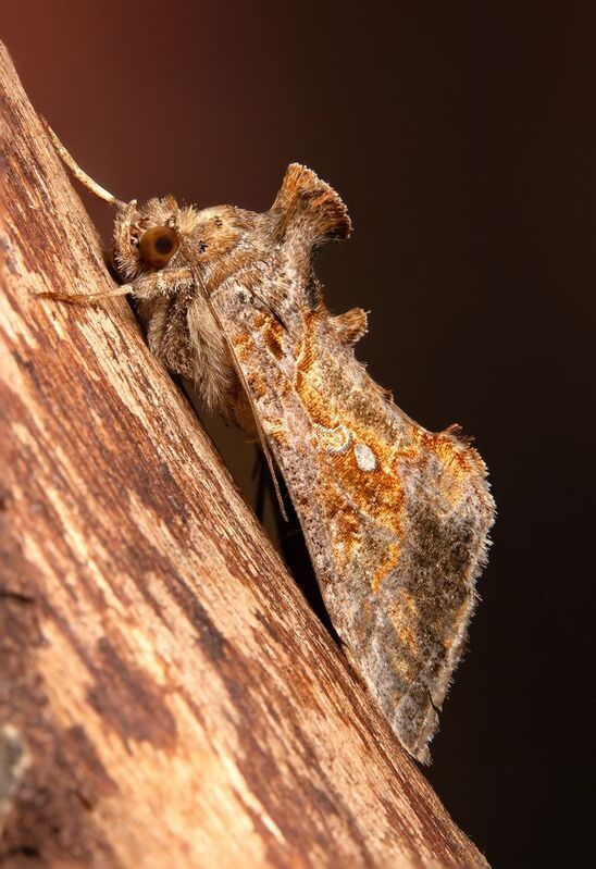 макрофото, макрофотографии, фотомакро, насекомые, макромир, макрофотограф, макроаддикт, макро_мир, naturelovers, naturelover, naturephotography, macrolove, macro_love, biodiversity, macrophotography, macro, macronature, entomology, arthropods, arthropod,  Chrysodeixis includens фото превью