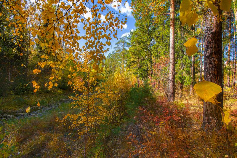 Осенние листьяphoto preview