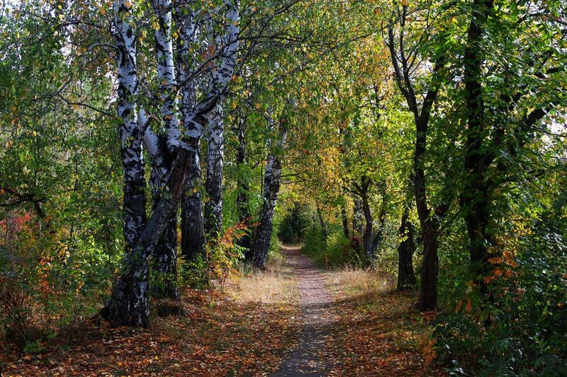 sigma sd quattro ***** фото превью