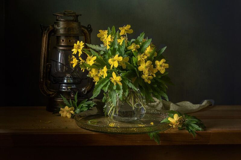 Ветреница лютичнаяphoto preview