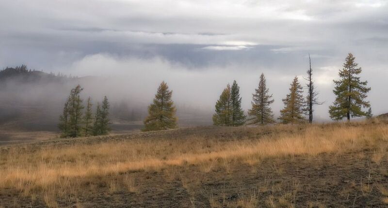 алтай, северо-чуйский хребет, лиственницы, туман Лиственницы в туманеphoto preview