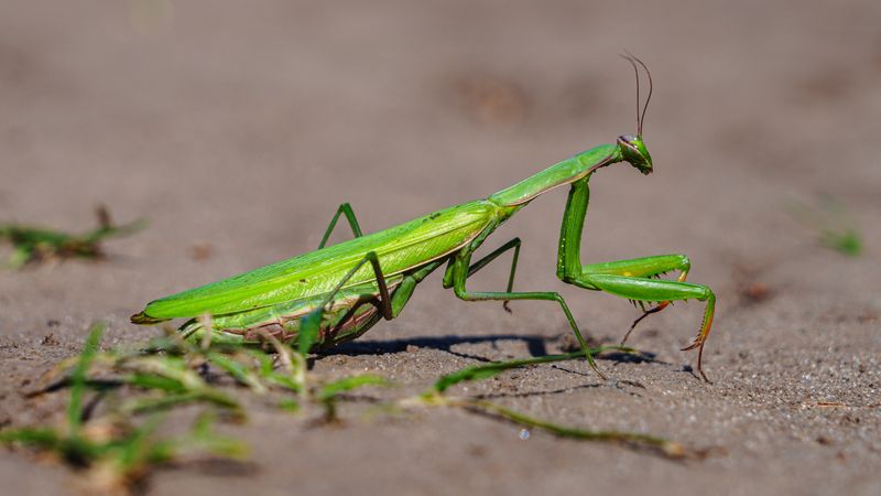 Богомолphoto preview