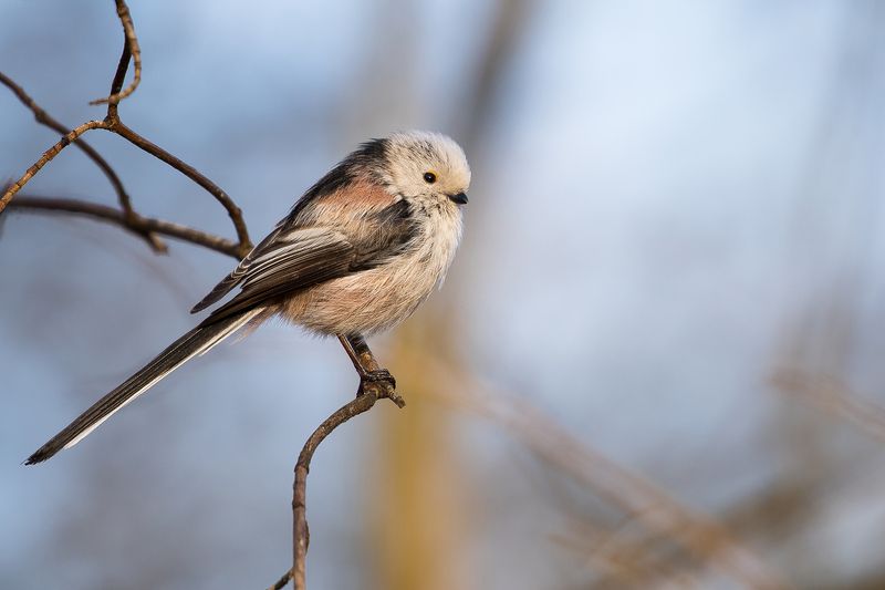 Long-tailed Ti photo preview