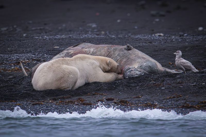 Трапезаphoto preview