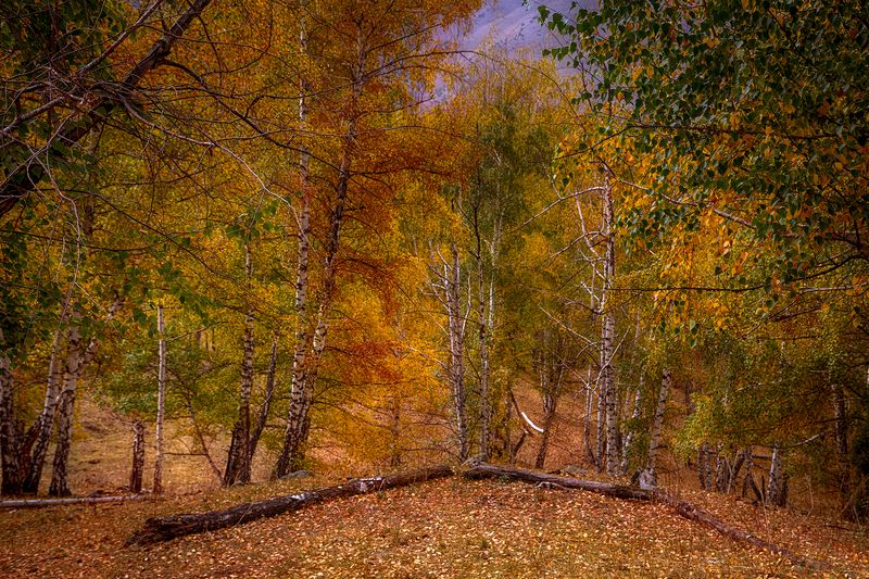 кыргызстан, ала-арча Палитра сентябряphoto preview