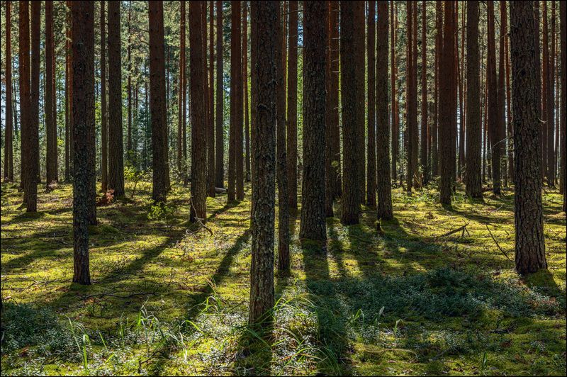 На карстовых озёрах в августеphoto preview