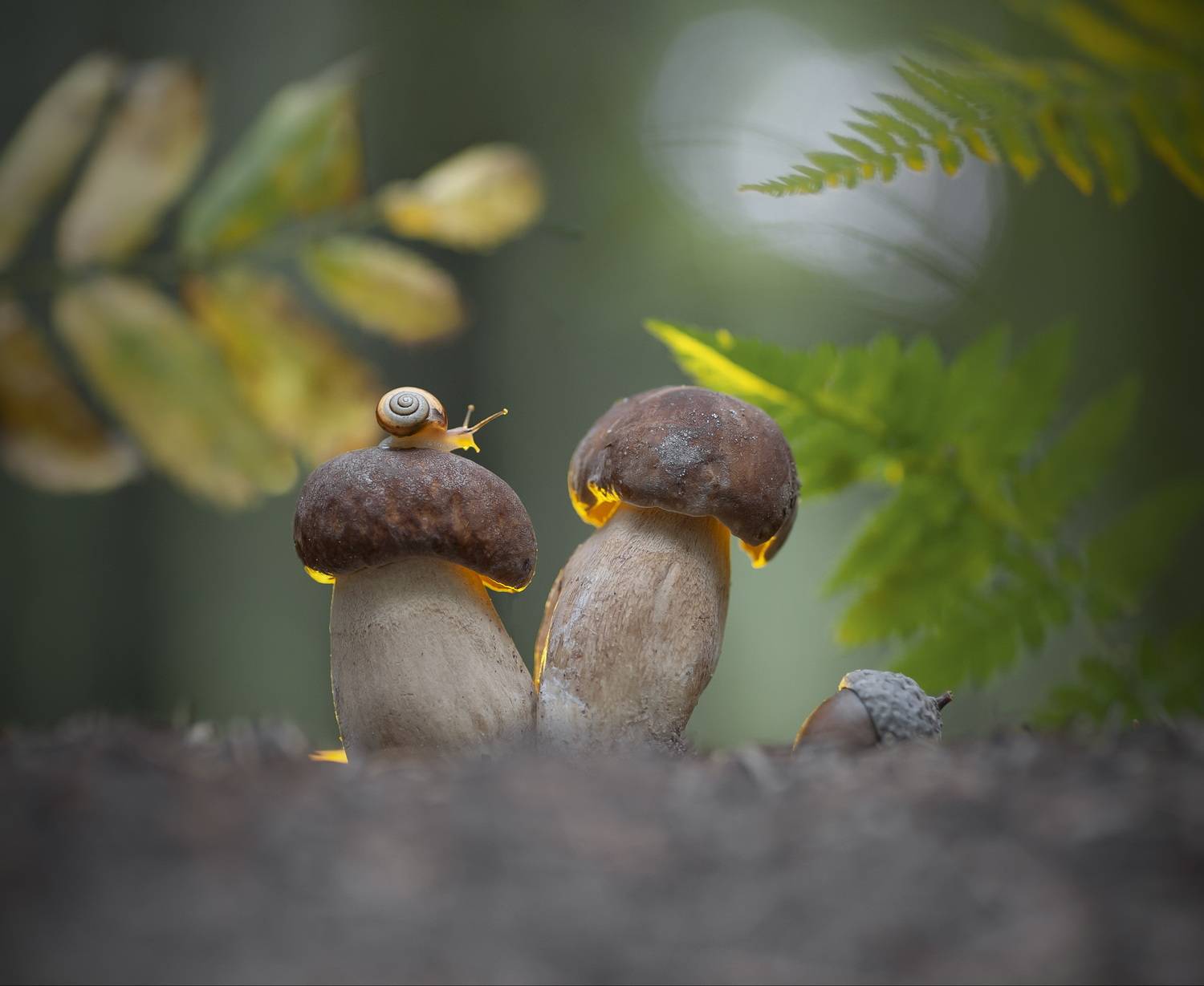 Где один гриб, там и другой.... Автор: Александр Гвоздь боровик, улитка, природа, беларусь, Александр Гвоздь