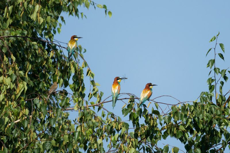 Золотистые щуркиphoto preview