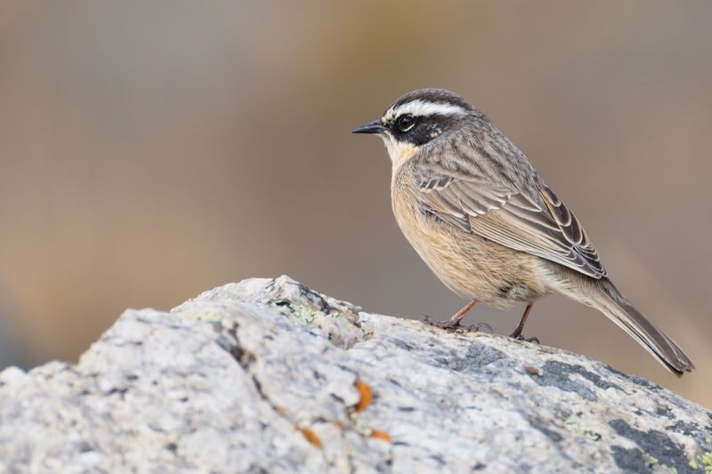 бледная завирушка, завирушка, птицы Бледная завирушкаphoto preview