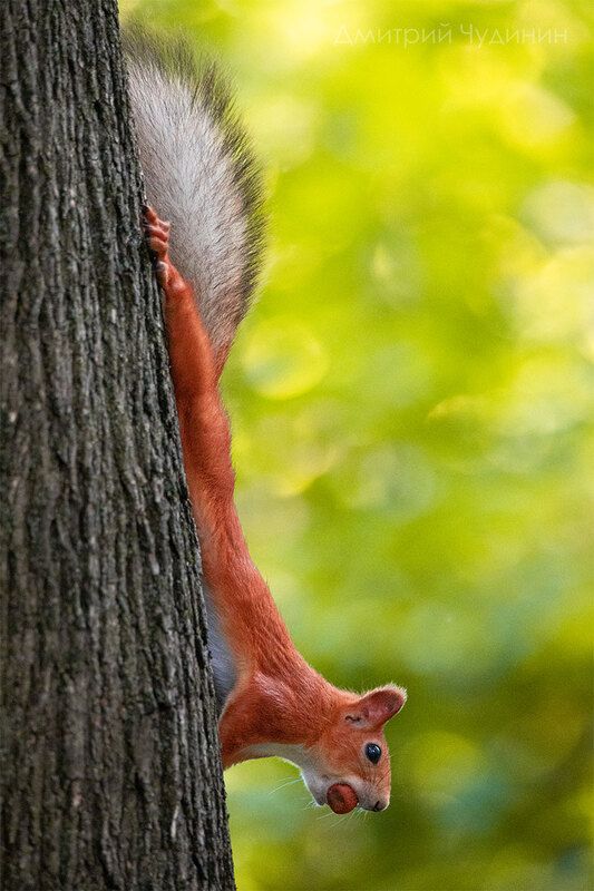 Заготовка на зимуphoto preview