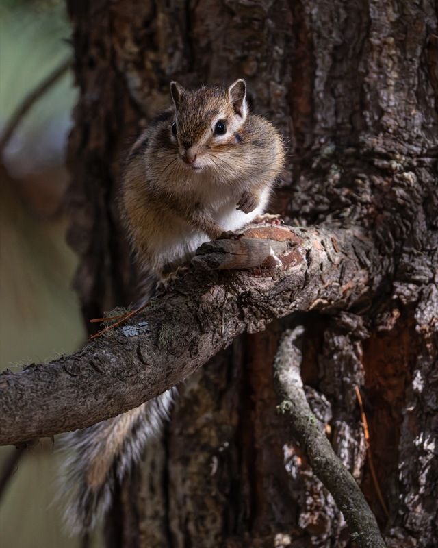 бурундук, алтай Бурундукphoto preview