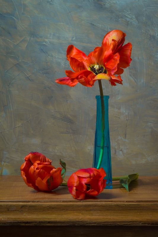 Красные тюльпаны.photo preview