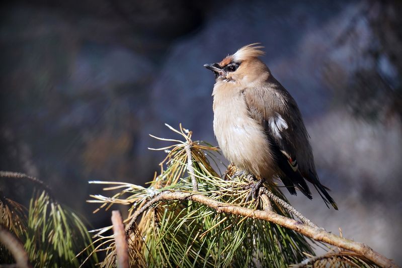 свиристель, свиристели, птицы, настоящие птицы, певчие воробьиные, Свиристель.photo preview