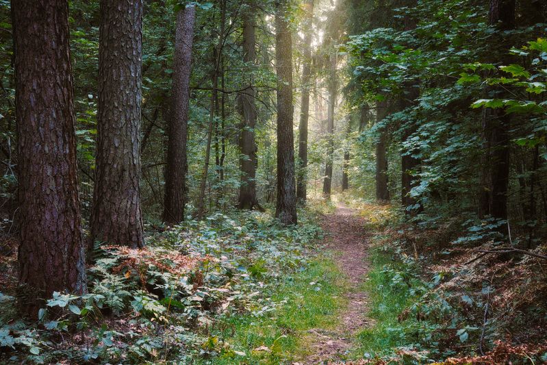 лес, деревья, листва, свет, осень В осеннем лесуphoto preview