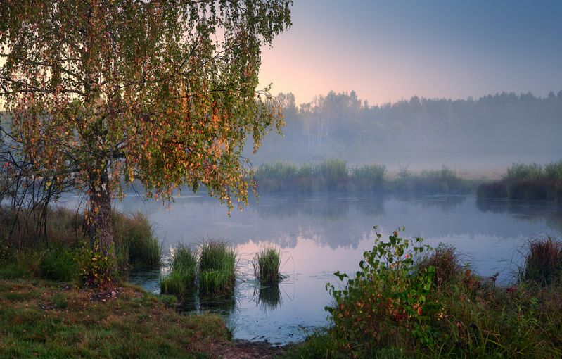 Позолотилась ... фото превью