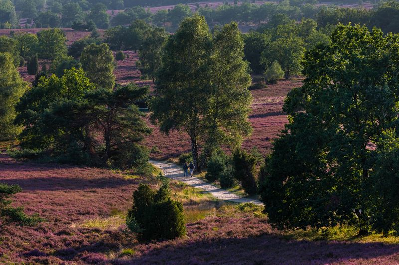 Lüneburg Heath, Germanyphoto preview