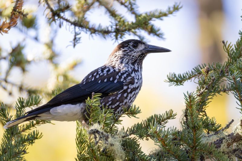 кедровка, птицы, алтай Кедровкаphoto preview