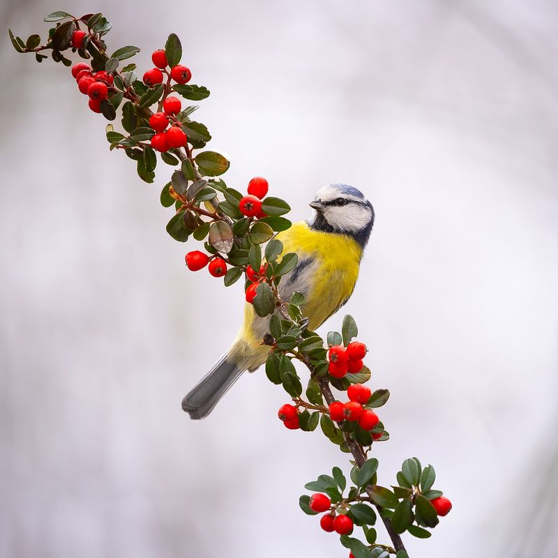 Titmousephoto preview