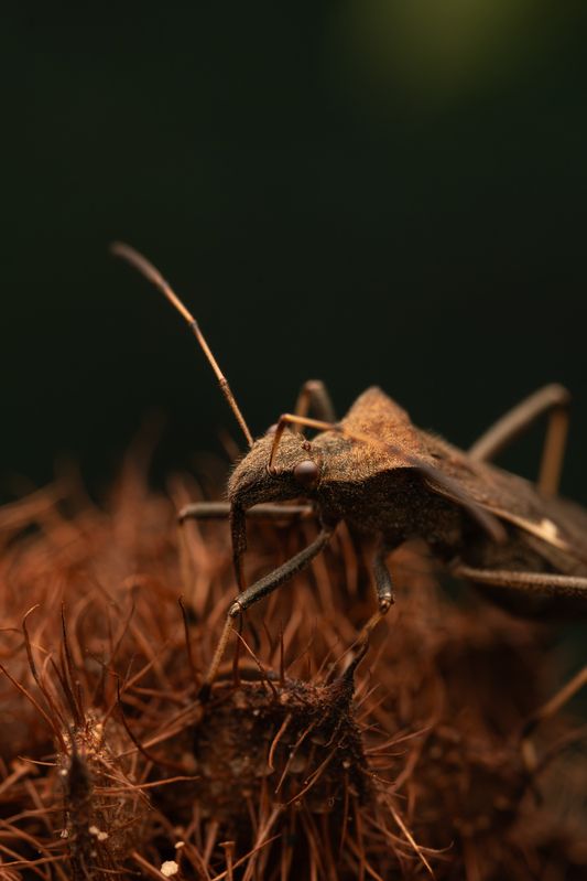 Megalotomus ornaticepsphoto preview