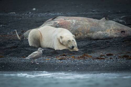 Хозяин Арктики!