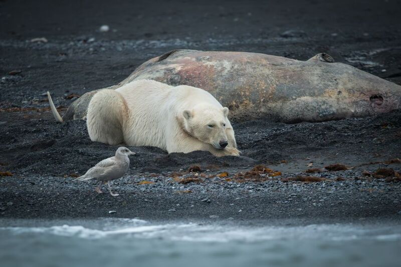 арктика Хозяин Арктики!photo preview