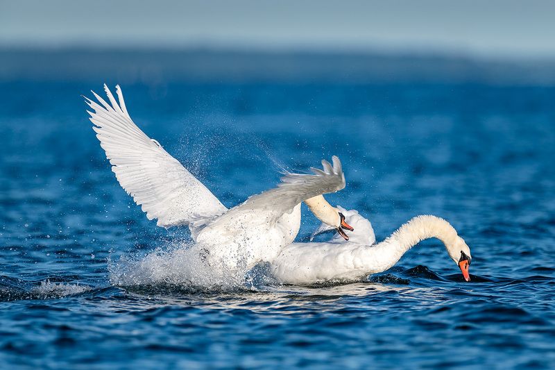 Соседские споры.photo preview