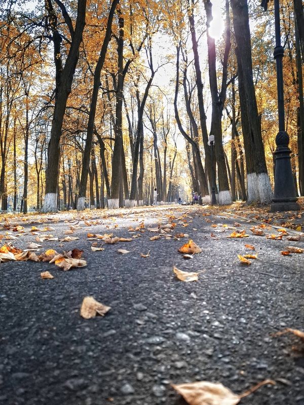 Осенняя аллея.....photo preview