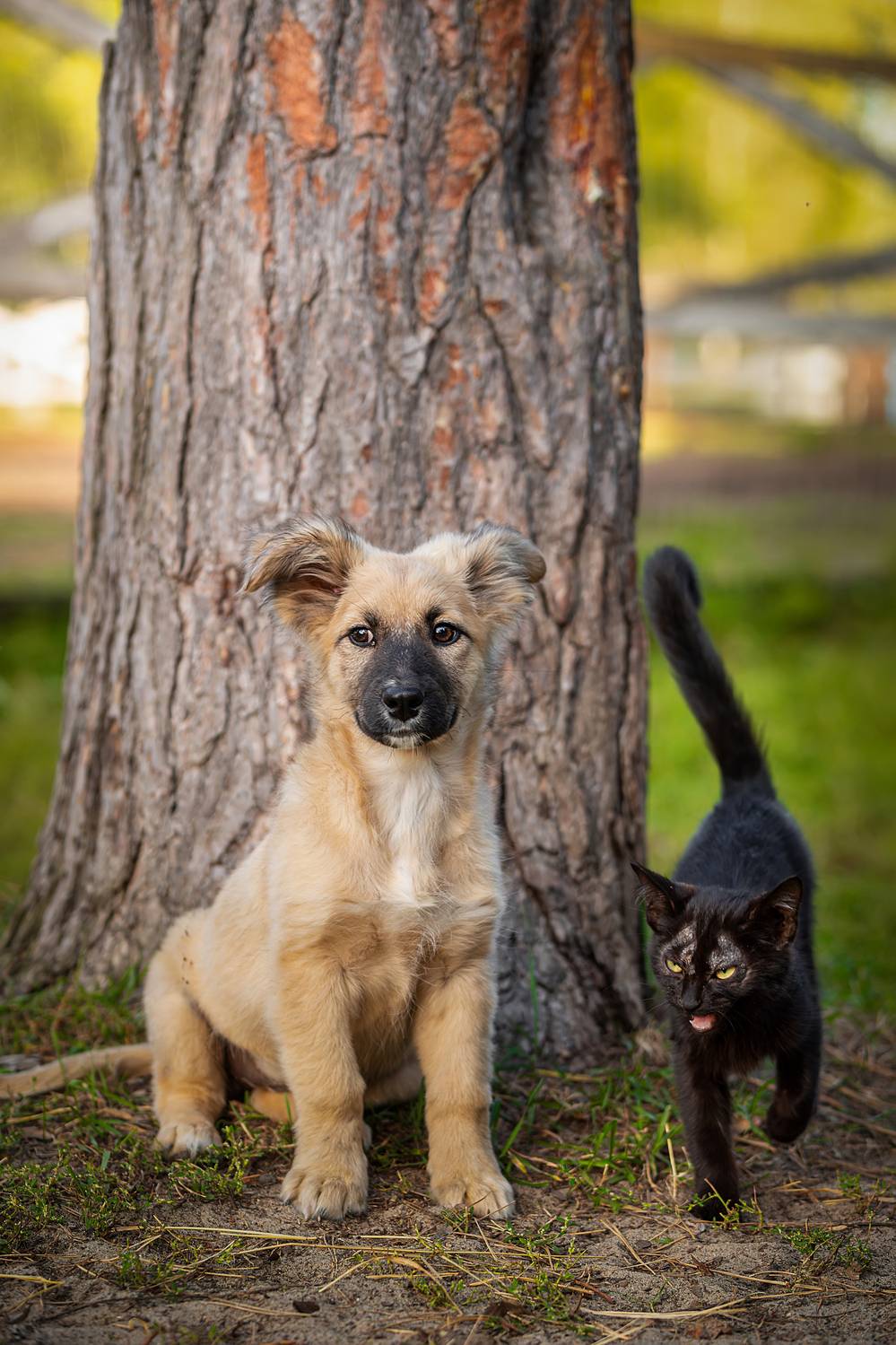 , Корнеев Алексей