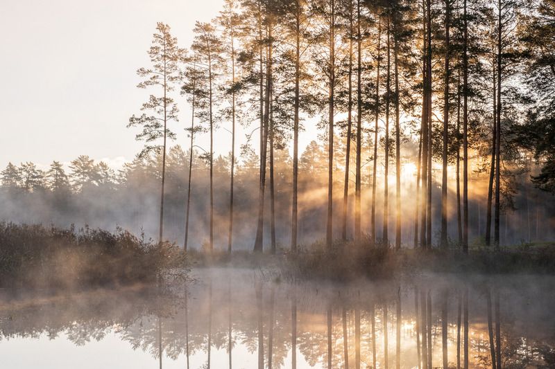 Туманное утроphoto preview