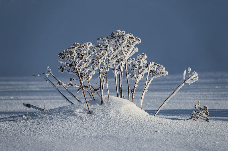 Frosty bushphoto preview