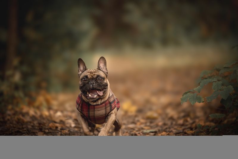 Нильсphoto preview