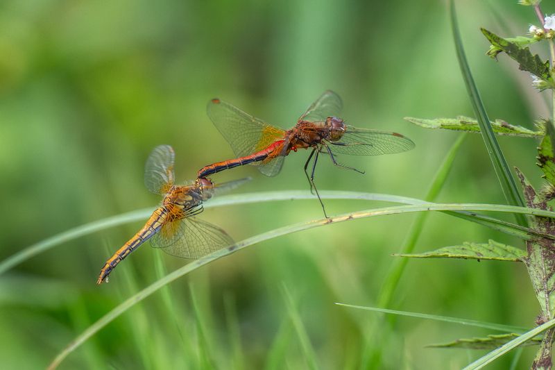 Посадка стрекозы фото превью