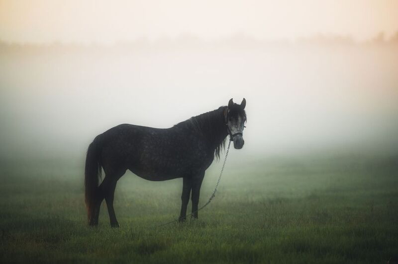 лошадь, туман, рассвет, поле, утро, спокойствие, природа, одинокая лошадь, животные, мистический пейзаж, утренний свет, пастораль, гармония, минимализм, фотография с атмосферой, horse, fog, morning, mist, nature, landscape Лошадь в утреннем туманеphoto preview
