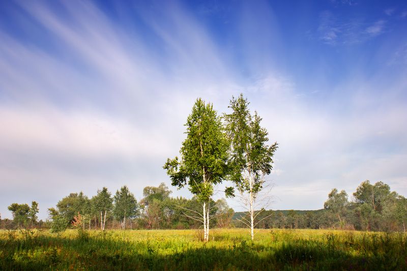 landscape, sky, birches, meadow, morning ***photo preview
