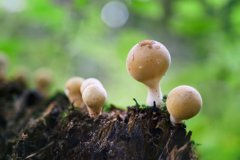 грибы Грибочкиphoto preview