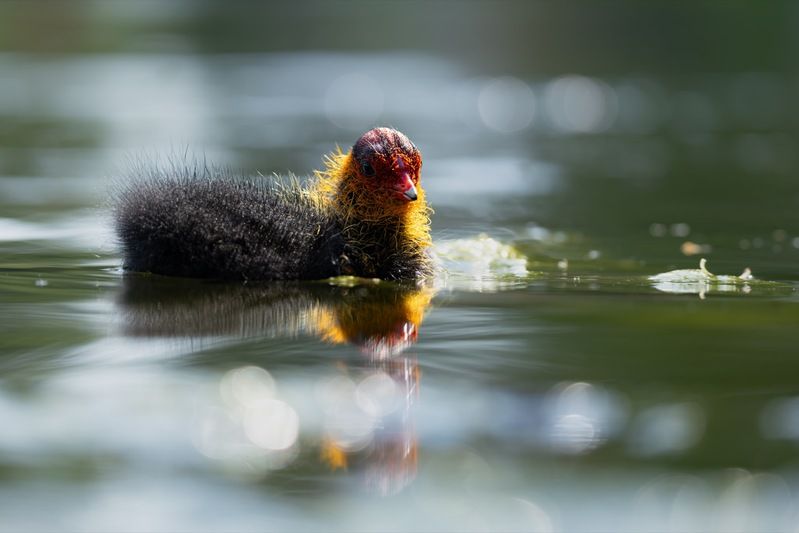 птицы, лысуха, птенец, лысенок, лысята photo preview