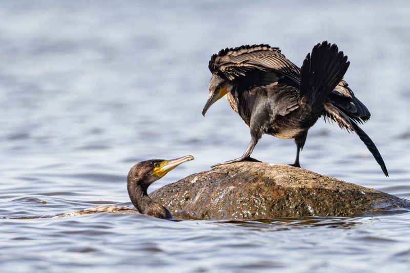 баклан, закат, финский залив, птицы Место занято!photo preview