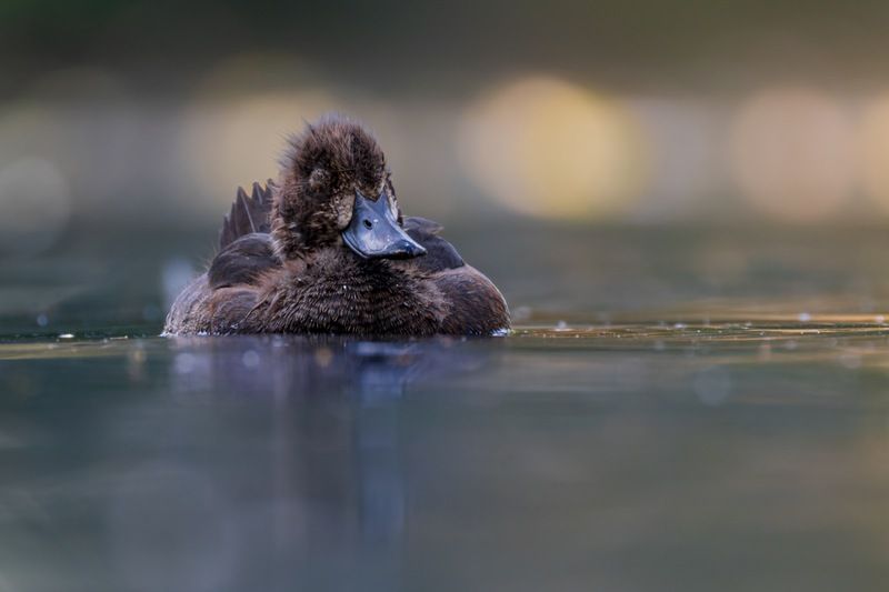 хохлатая чернеть, утка, нырок, птицы, пруд, утенок Сладкий сонphoto preview