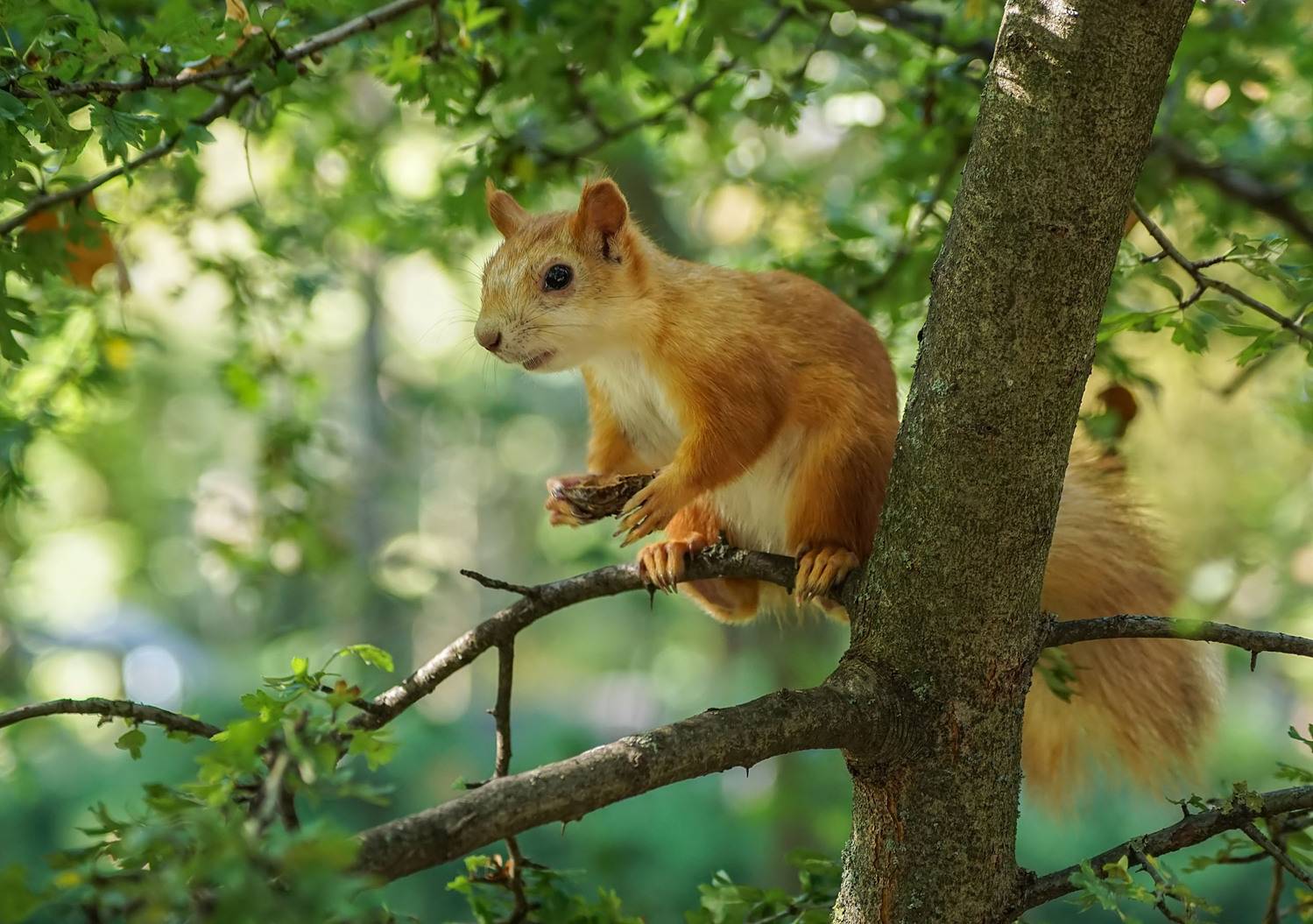 Белка, Чепленко Алексей