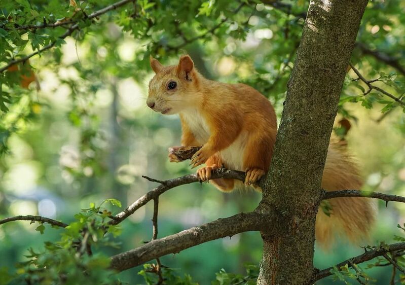 Белка Белкаphoto preview