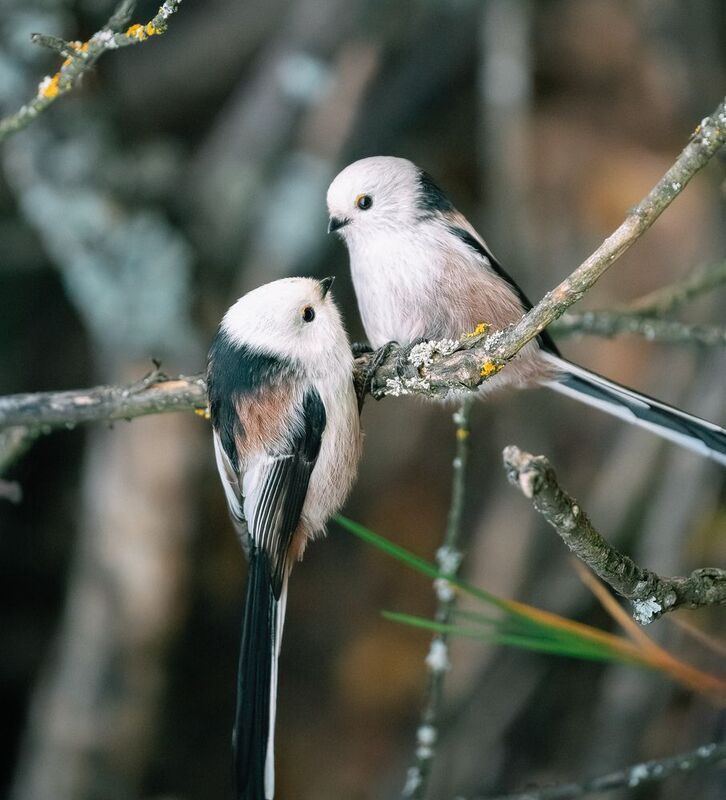 Парочкаphoto preview