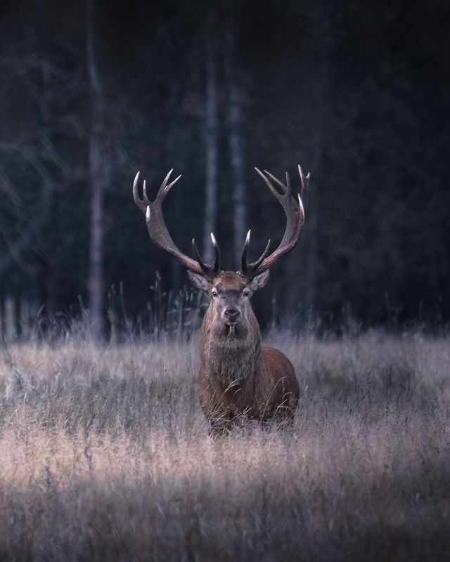 Благородный*photo preview