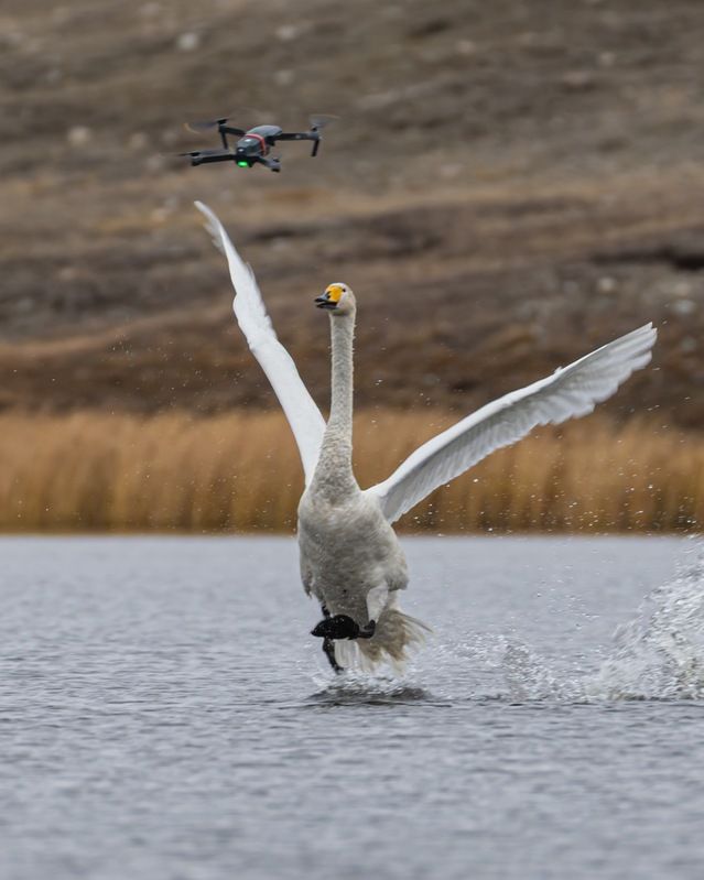 лебедь, лебедь кликун, лебедь-кликун, алтай, птицы Встреча двух птицphoto preview