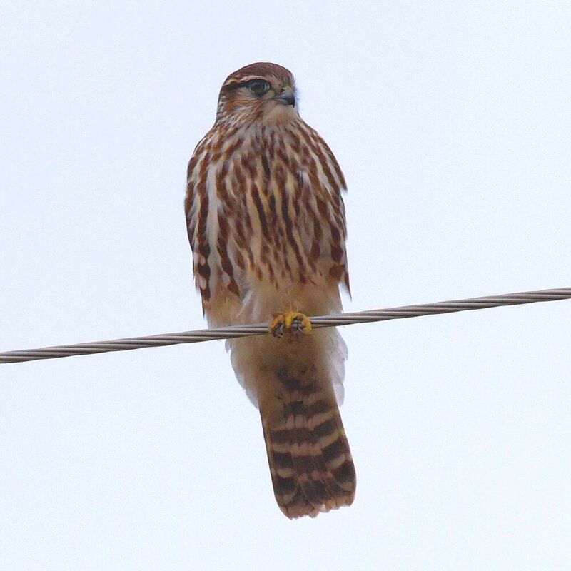 Дербникphoto preview