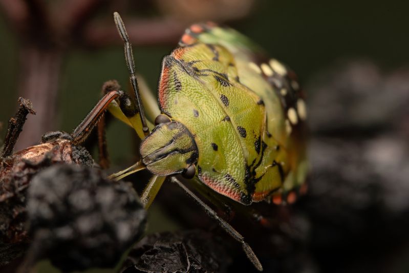 Nezara viridulaphoto preview