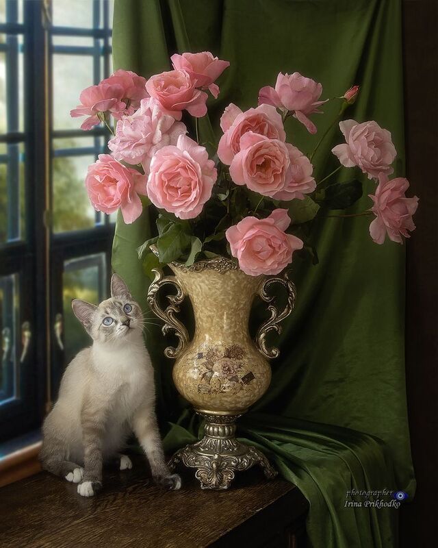 букеты, розы, цветы, животные, котики, котонатюрморт,  Цветы моей жизниphoto preview