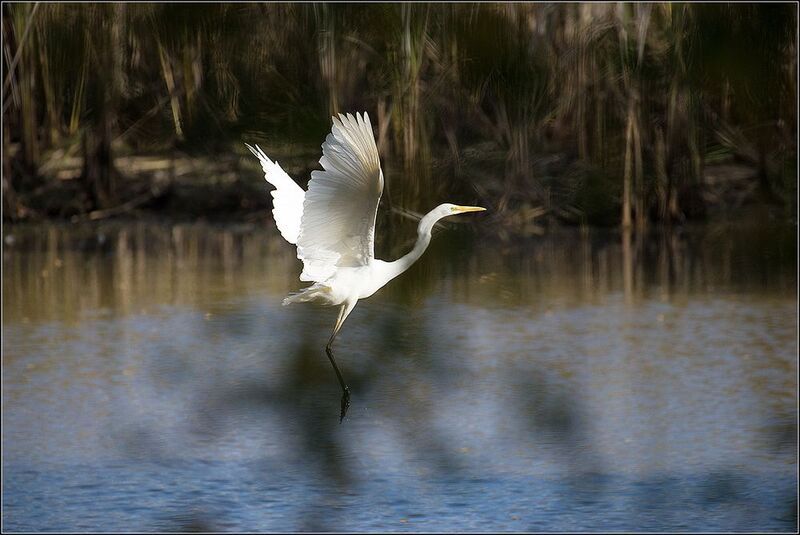 москва, сентябрь, парк, птица Белая цапляphoto preview